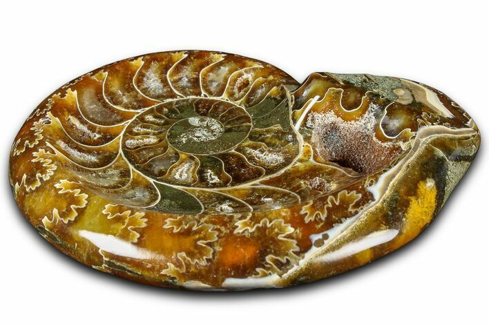 Polished Fossil Ammonite Dish - Madagascar #361362